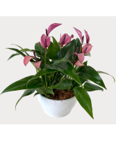 Mini Purple Anthurium Bowl House Plant