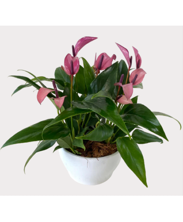 Mini Purple Anthurium Bowl House Plant in Newmarket, ON | FLOWERS 'N THINGS FLOWER & GIFT SHOP
