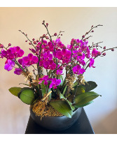 Mini Purple Orchid Garden 