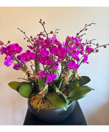 Mini Purple Orchid Garden  in Darien, CT | DARIEN FLOWERS