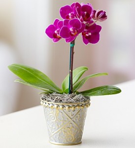 Mini Purple Orchid Plant