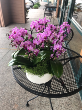 Mini purple phalaenopsis in white pot