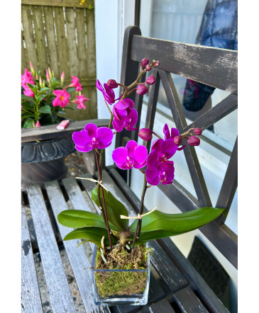 Mini Purple Phaleonopsis Orchids Flowering Plant in Darien, CT | DARIEN FLOWERS