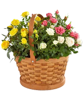 Mini Rose Assortment Planter 