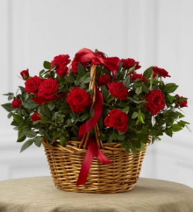 Mini Rose Basket Plant