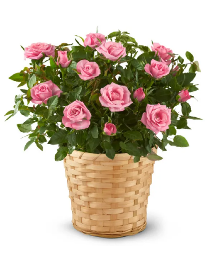 Mini Rose Blooming Plant 