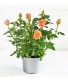 MINI ROSE BUSH PLANT ALMOST SOLD OUT