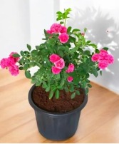 Mini Rose Bush Plant