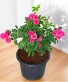 Mini Rose Bush Plant