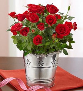 Mini Rose Plant in Langford, BC | PETALS N BUDS METCHOSIN FLORIST Mini Rose Plant in Langford, BC | PETALS N BUDS METCHOSIN FLORIST