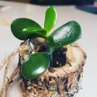 Mini Rustic garden Green plant