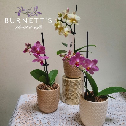 Mini Scented Orchid  Plant