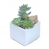Mini Stunning Succulent Arrangement