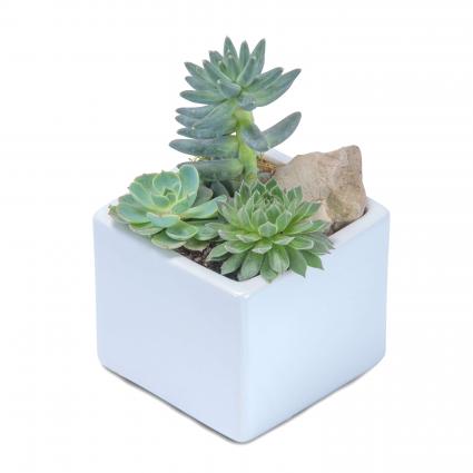 Mini Stunning Succulent Arrangement