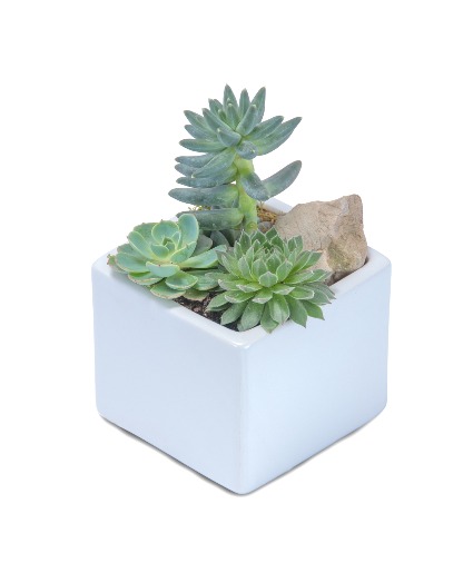 Mini Stunning Succulent Arrangement