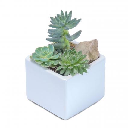Mini Stunning Succulent Garden