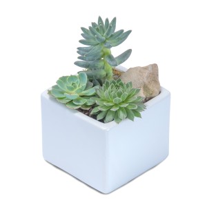 Mini Stunning Succulent Plant Arrangement