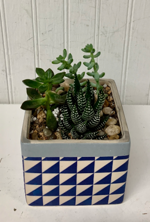 Mini Succulent Garden