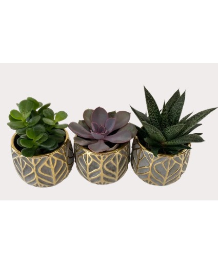 Mini Glam Succulent Plant