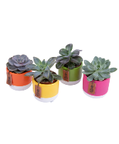 Mini Succulent Plant