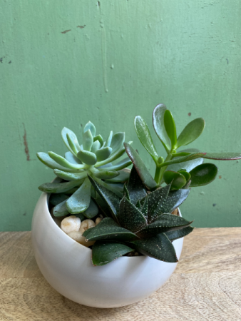 Mini Succulent planter in asymmetrical bowl 