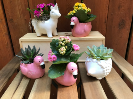 Mini Summertime Critters with  Kalanchoe or Succulent Plant