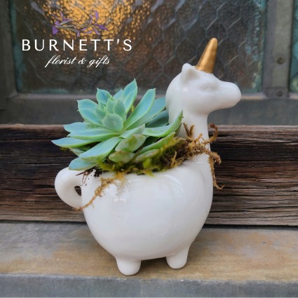 Mini Unicorn Succulent Plant