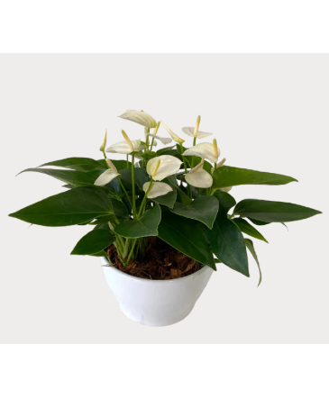 Mini White Anthurium Bowl House Plant in Newmarket, ON | FLOWERS 'N THINGS FLOWER & GIFT SHOP