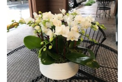 Mini White Orchid arrangement Several Mini white orchids in a white banded pot