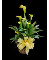 Miniature Calla Lily  ( Color May Vary) 