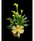 Miniature Calla Lily  ( Color May Vary) 
