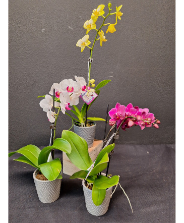 miniature  orchid plants   in Park Falls, WI | The Blumenhaus
