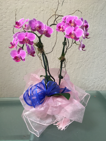 Divine Phalaenopsis Orchid Double Stem