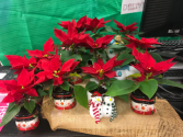 Miniature poinsettia  