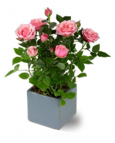Miniature Rose Bush