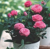 Miniature Roses Colors may vary