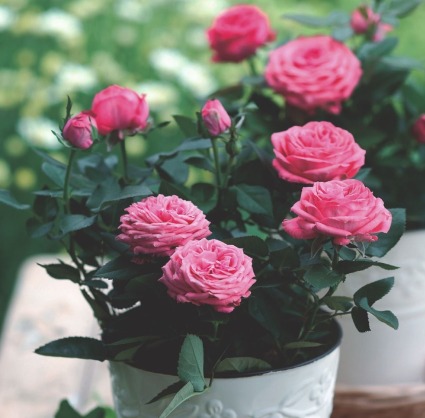 Miniature Roses Colors may vary