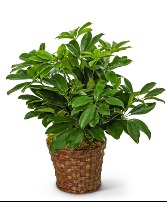 Miniature Schefflera Plant Flower Arrangement