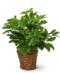 Miniature Schefflera Plant Flower Arrangement