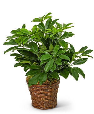 Miniature Schefflera Plant Potted Plant
