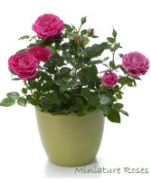 Miniture Roses  6 inch plant in Cherryville, British Columbia | SIMPLY BASKETS & GIFTS