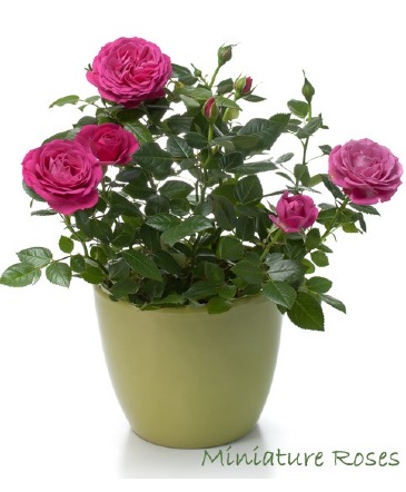 Miniture Roses  6 inch plant in Cherryville, BC | SIMPLY BASKETS & GIFTS
