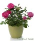 Miniture Roses  6 inch plant