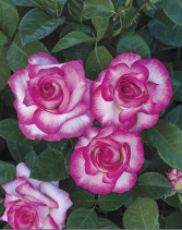 Miss Congeniality™ 5 gallon - Grandiflora