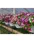 Mix Hanging Baskets for Sun 