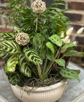 Mix of Assorted green plants with Decor Plants