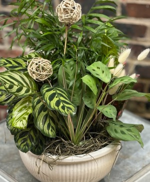 Mix of Assorted green plants with Decor Plants