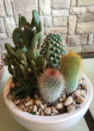 Mix of Cactus Plants 