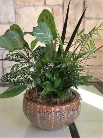 Mix of Green Plants 8