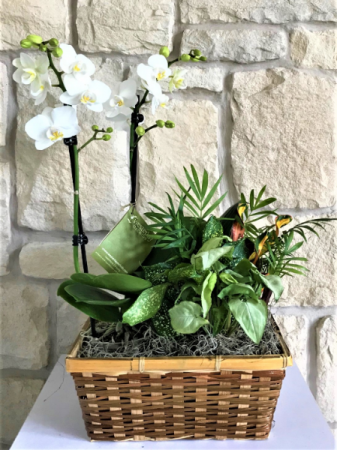 MIX OF GREEN PLANTS WITH BLOOMING ORCHID